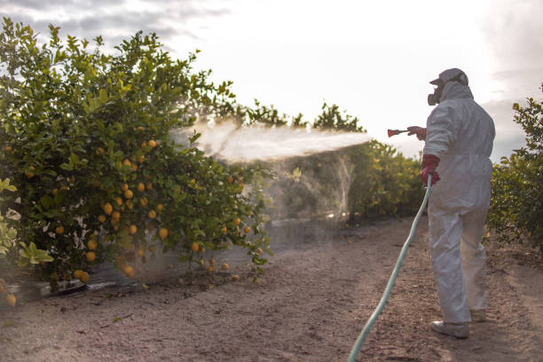 Trusted Polo, IL Pest Control Experts