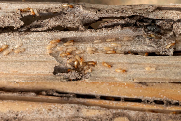 Best Pest Control for Businesses  in Polo, IL